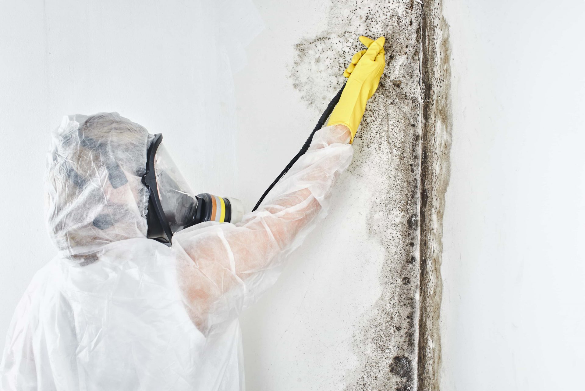 Mould Removal - Perfect Contracting